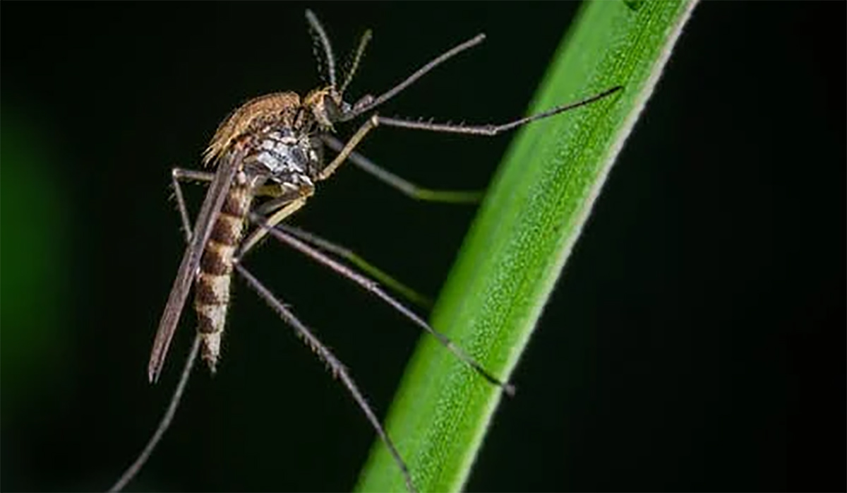 komarci-covid