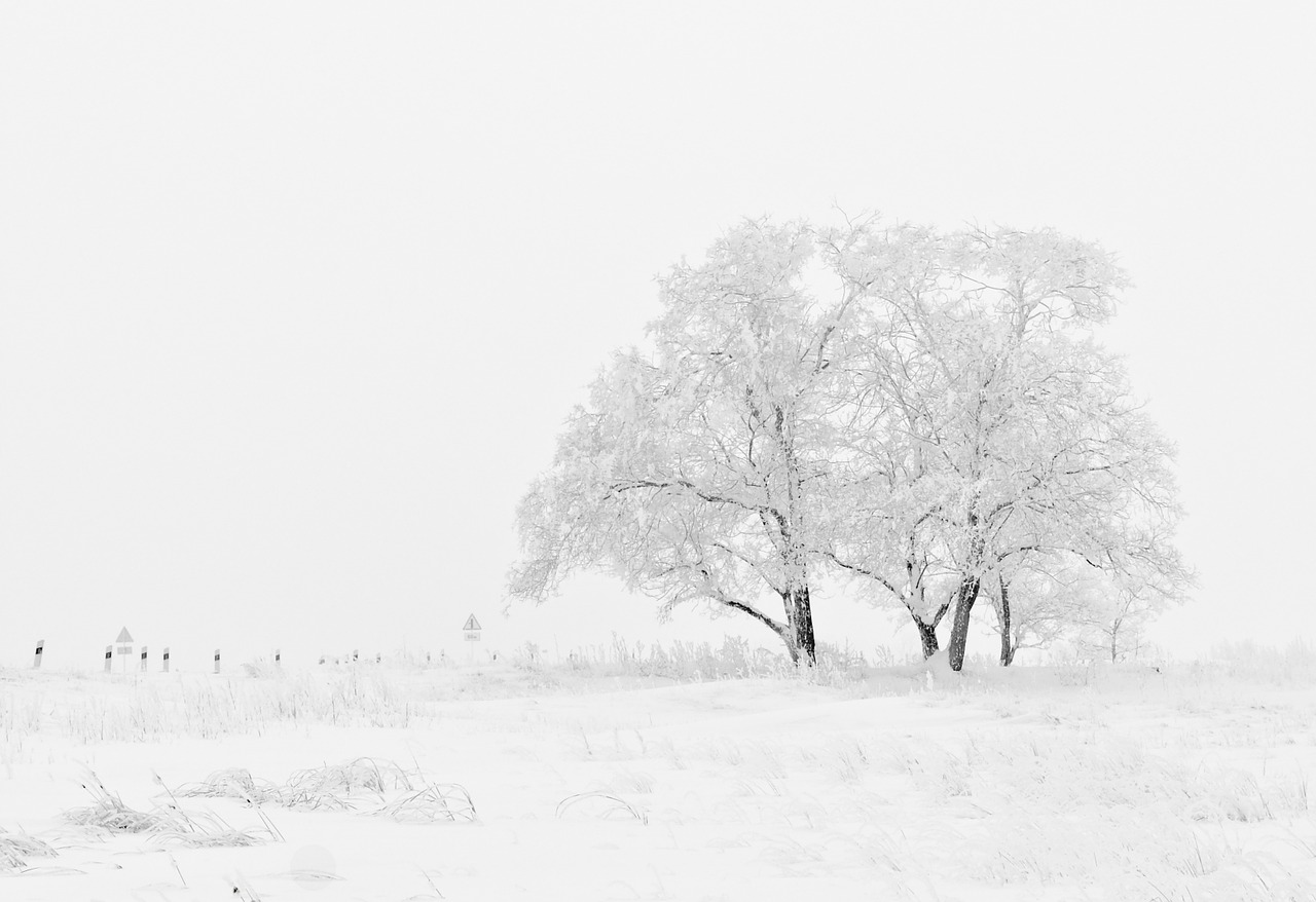 sneg-drvo.jpg